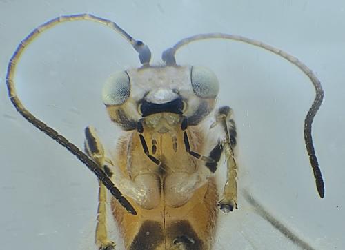 Réf. 353 130 : Piogaster sp.